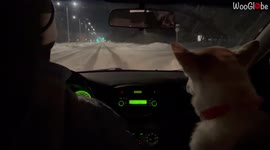 Freezing dog rides 'shotgun' after Canadian volunteers come to rescue