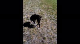 Flamboyant Boxer dog loves to dance after going to the bathroom