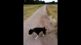 Flamboyant Boxer dog loves to kick up his heels and dance - Part 2
