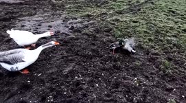 Go on son, hit him! Two ducks having a fight are egged on by spectating geese in UK