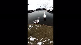 Two Geese Sliding On The Icey Pond