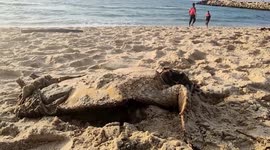 A sea turtle and a dead bird decomposing on the seashore of Gaza City