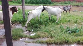Goats having fun playing around whith head to head shots very hard...
