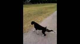 Watch this dog's flamboyant dance routine after relieving himself in a park