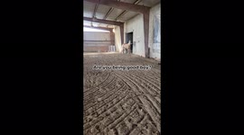 Slaughter Bound Horse Finds Humans To Trust Using Positive Reinforcement