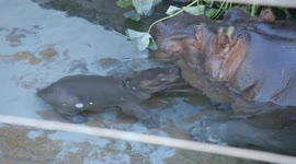 How baby river hippos learn to swim