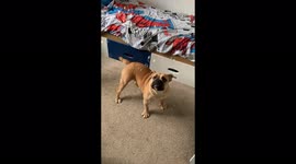 Bulldog puppy enjoying playing with bubbles with children, funny