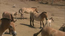 Nearly extinct wild horses are making a slow comeback