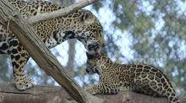 Budding sense of adventure gets jaguar into trouble