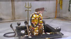 Shrine to Hindu god is surrounded by cobras during festival in India