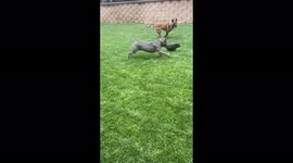 Tiny piggy thinks he is part of big dog pack