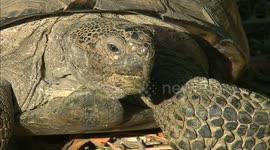 Never get this tortoise as a pet