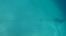 Shark appears during snorkeling in Maldives