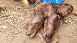 Two-headed calf dies in India
