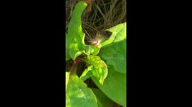 Very hungry caterpillar devours leaf