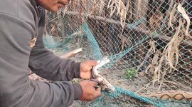 Venomous viper cut free after becoming entangles in netting in south India