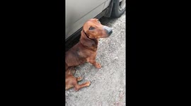 Motorist finds malnourished dachshund abandoned on side of highway