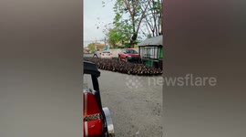 Hundreds of ducks march on road like a military parade