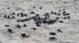 Dozens of endangered baby turtles race into the ocean on beach in Thailand