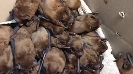 Ukrainian wildlife charity forced to store  hibernating bats in FRIDGE while they flee bombing
