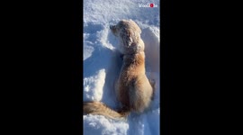 Adorable golden retriever pup can't get enough of the snow