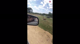 'Woman HURTS llama's feelings during visit to drive-through safari 
'