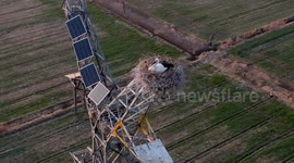 A pair of white storks hatched four babies on top of transmission tower in China