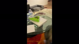 Very active pomsky Sophie wants to play