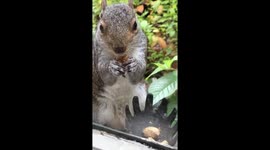 Curious Cat is fascinated by cute Squirrel feeding on nuts on window ledge