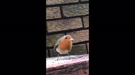 Little friendly Robin redbreast visits every day to be treated to his favourite seeds