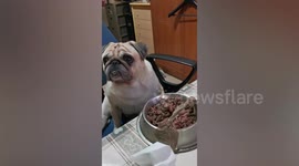 Picky pet dog refuses to eat unless he is fed with spoon in the Philippines