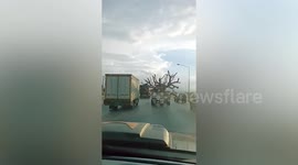 Overloaded truck carries a huge TREE in the back