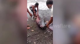 Injured dolphin stranded on beach rescued by locals in the Philippines