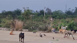 Kind locals rescue puppy stuck under drain cover in Thailand