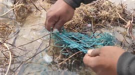 Tiny turtle hatchling sets off to sea after being rescued from netting in southern India