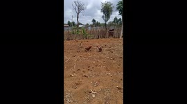 Rooster fighting challenge for territory dominance as per their antics