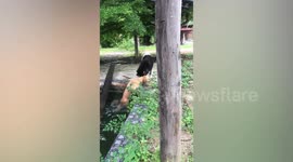 Hero pet husky helps stranded doggy friend out of garden pond