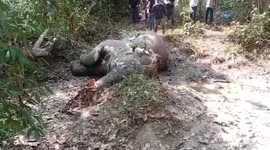 Nearly 70-year-old elephant found dead in northeastern India