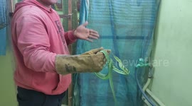 Reptile expert removes vine snake from birdcage after it devoured chicks