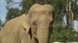 Nice to Meet You! These Elephant Introductions Are Adorable