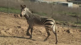 Earn your stripes and learn about these two different zebra species
