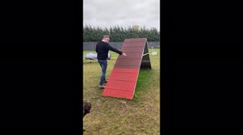 Mastiff dog jumps up and over agility A frame, then toddler screams with joy and wants a turn himself!