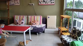 Meow Meow Cafe in Kuching Sarawak Borneo Island Malaysia a place for cat lovers