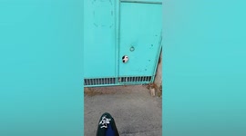 Pet dog pokes head through hole in gate to greet owner
