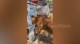 Cow rescued after getting its head is stuck in Buddhist headstone in Laos