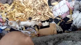 Family of dogs stuck under bridge rescued in the Philippines