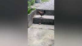 Mother hen teaches chick how to jump up steps