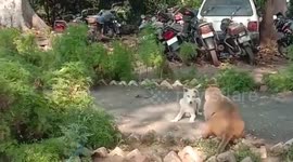 Dog and monkey spotted play fighting in central Indian village