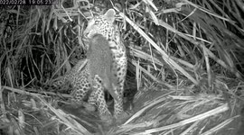 Cute moment wild leopard is reunited with her cubs in northwestern India