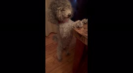 Cute miniature poodle Sammy stands like a little human when he begs for food at the dinner table